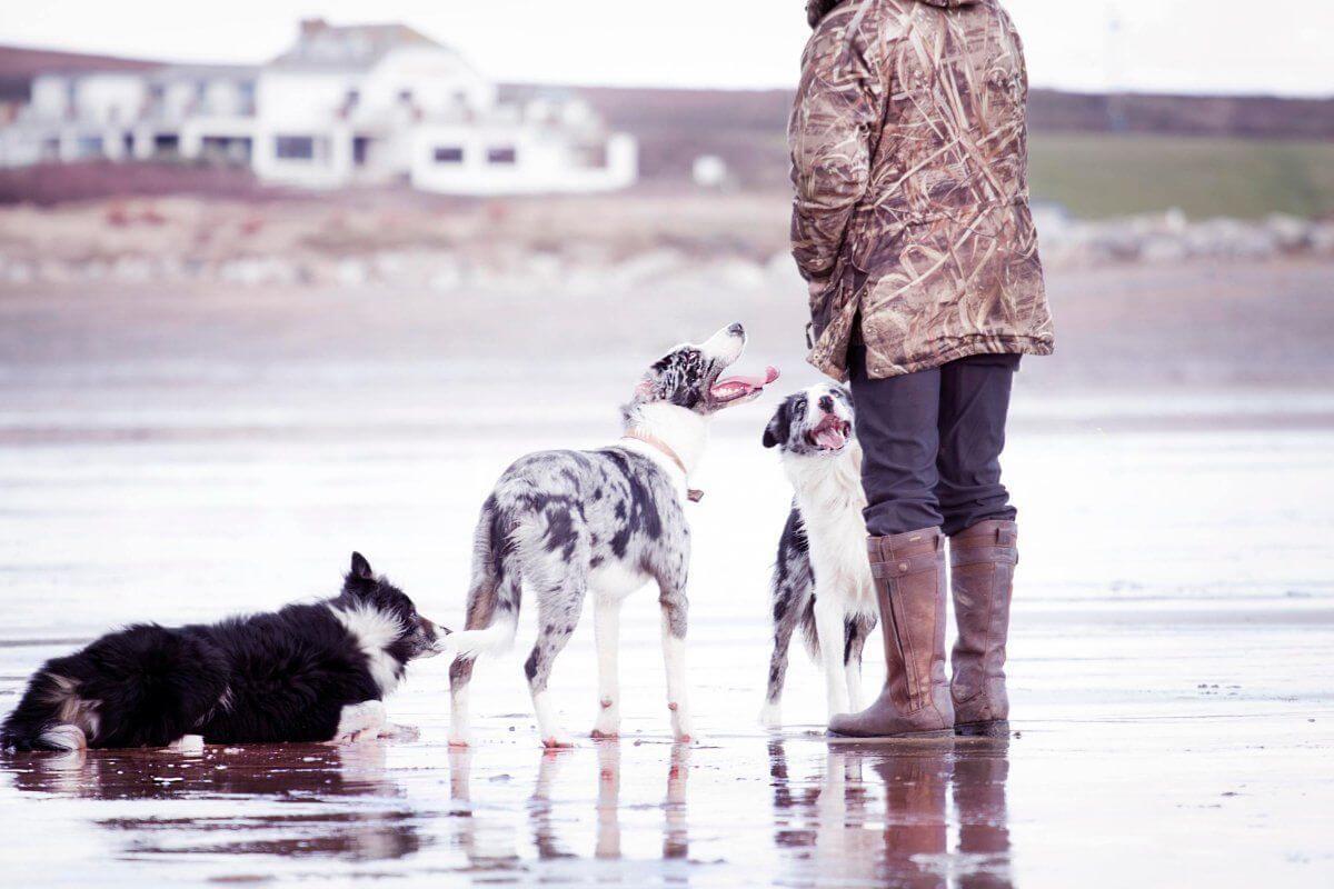 Cómo alimentar a un perro esterilizado