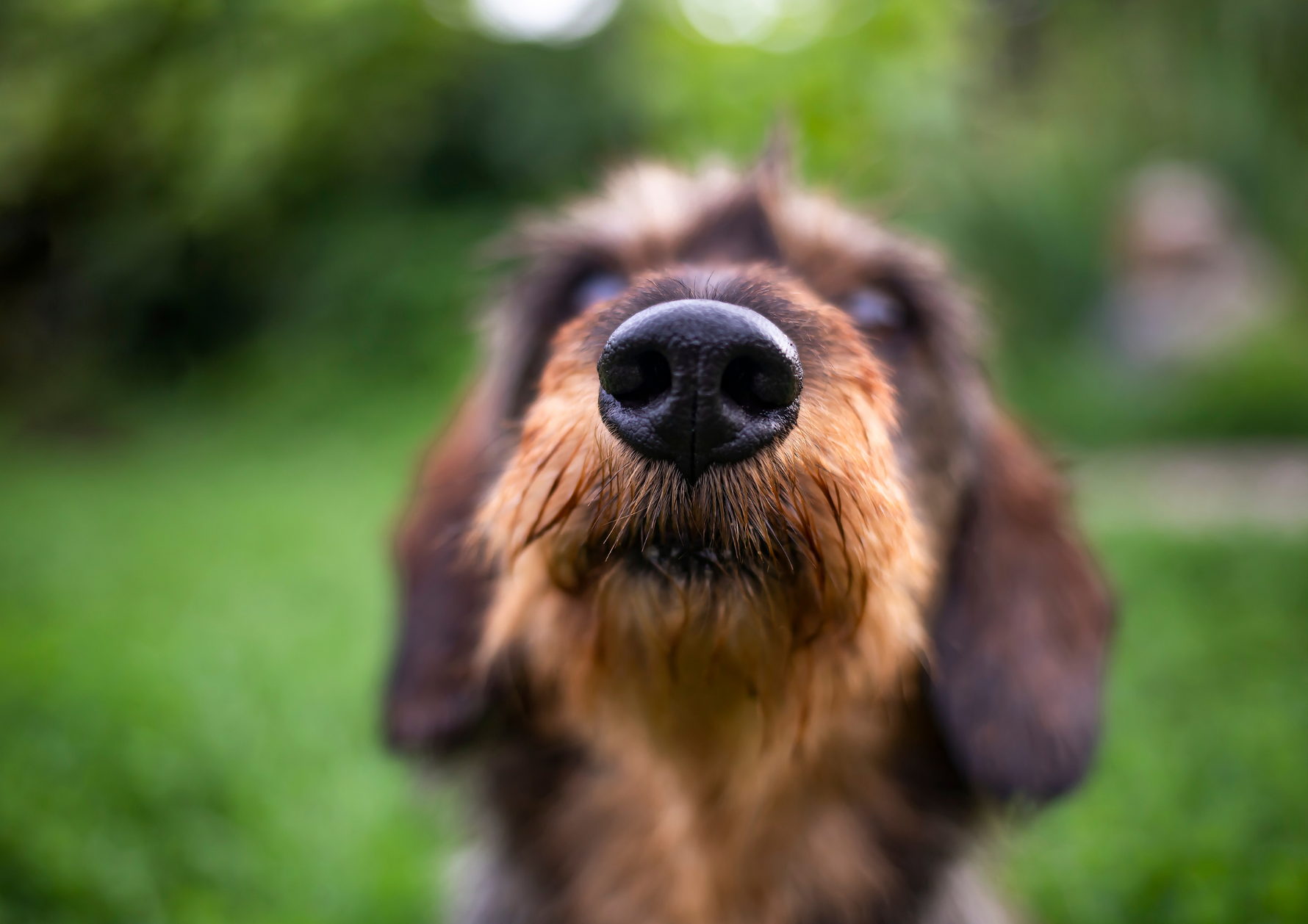 ¿Por qué mi perro huele tanto en el paseo? La explicación científica