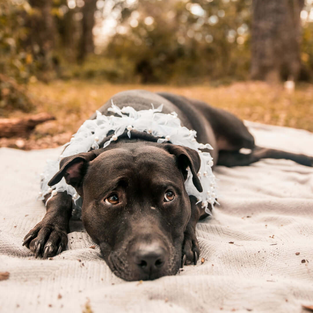 Problemas neurológicos en perros (guía completa)