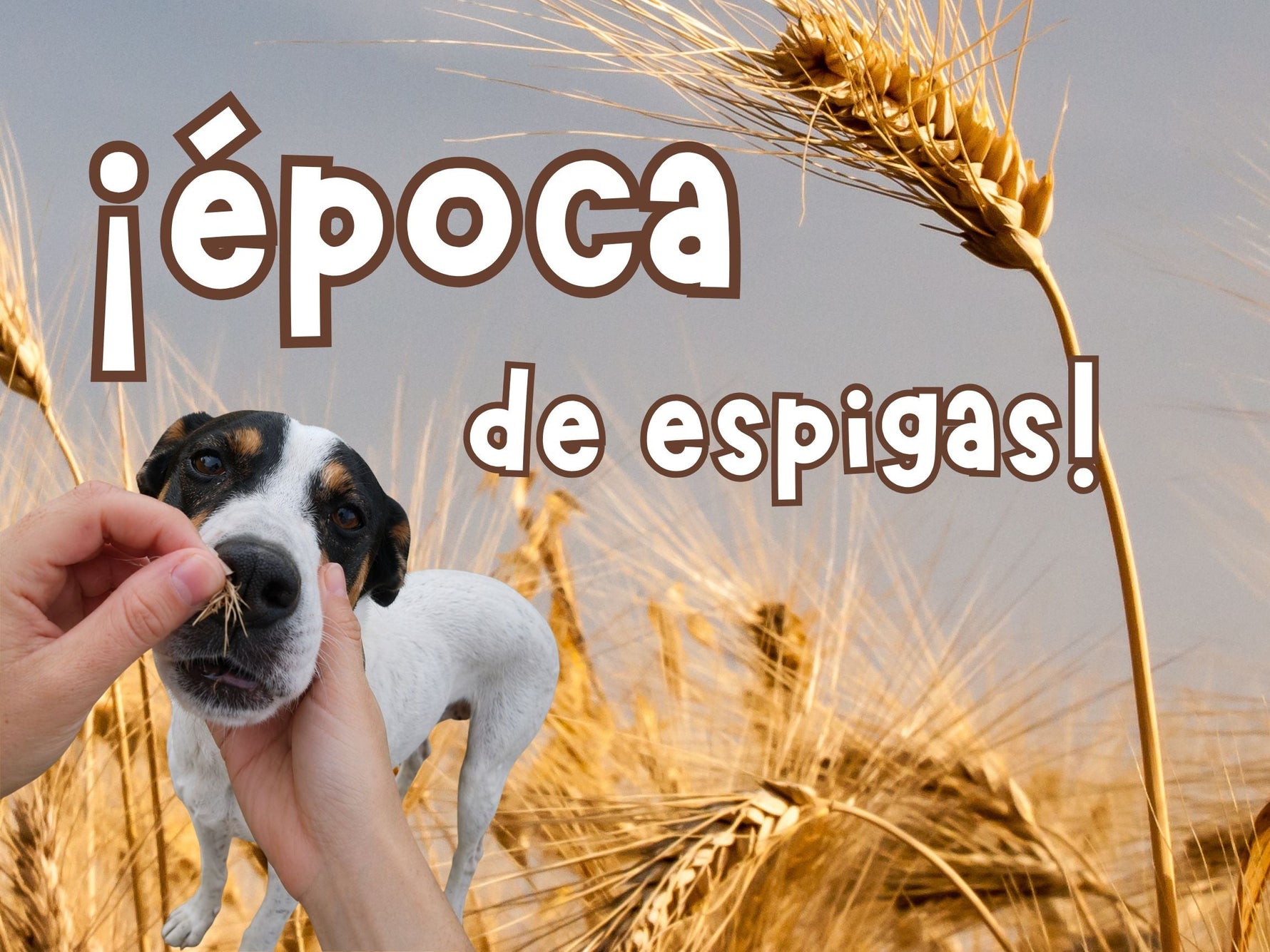 Espigas en perros: síntomas, peligros y cómo prevenirlas en los paseos