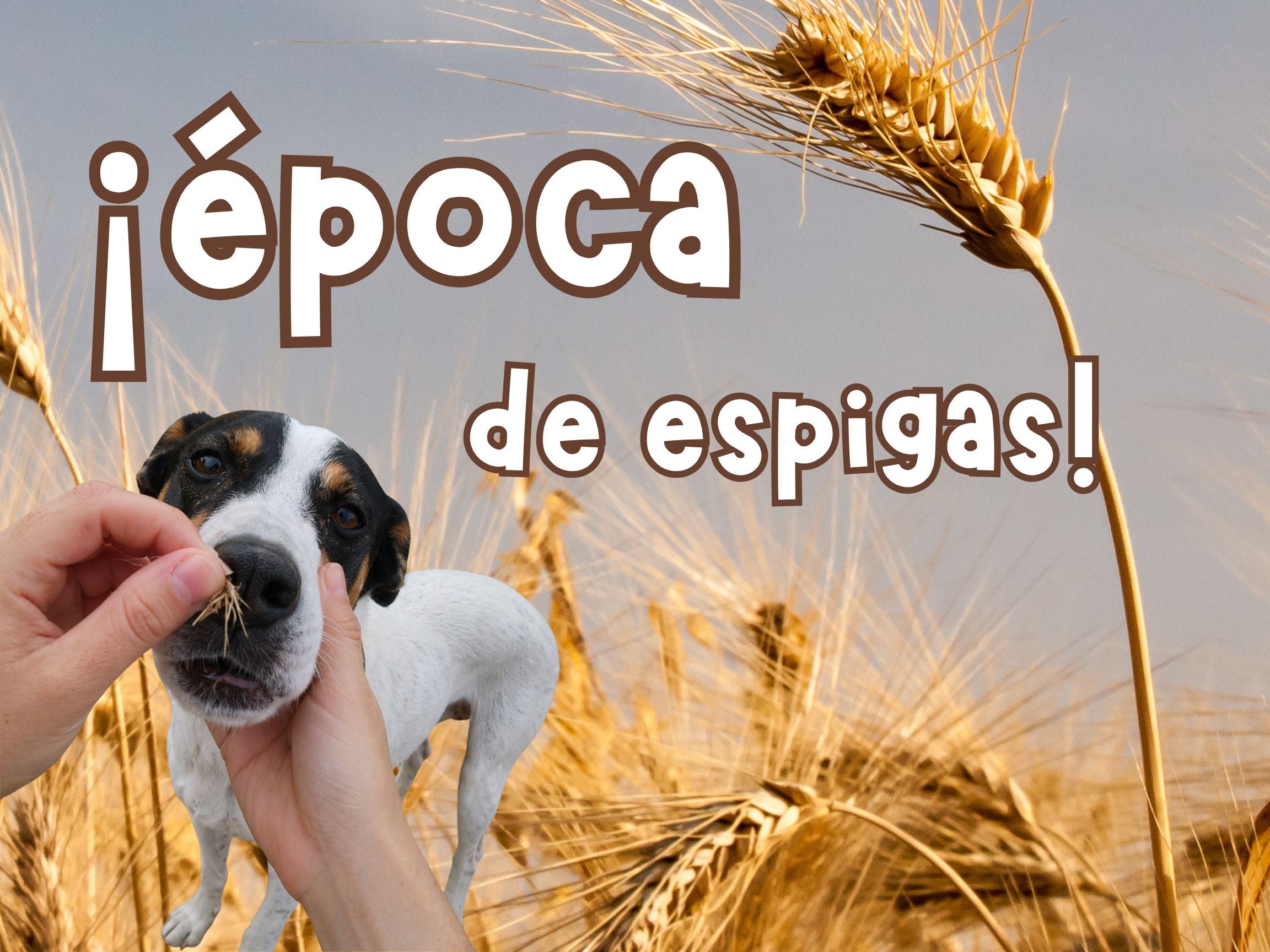 Espigas en perros: síntomas, peligros y cómo prevenirlas en los paseos