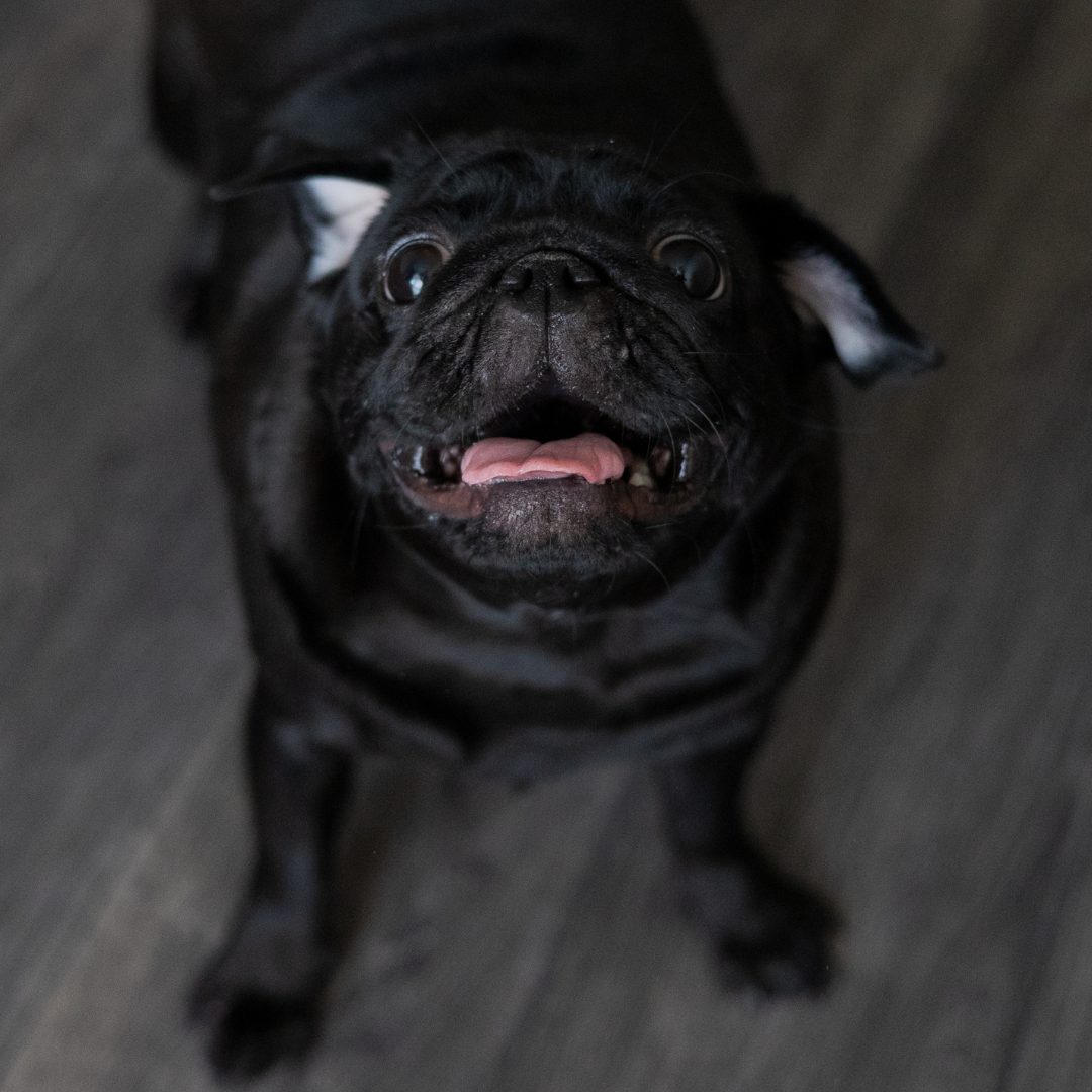 Transforma a Tu Perro: Como corregir un mal habito
