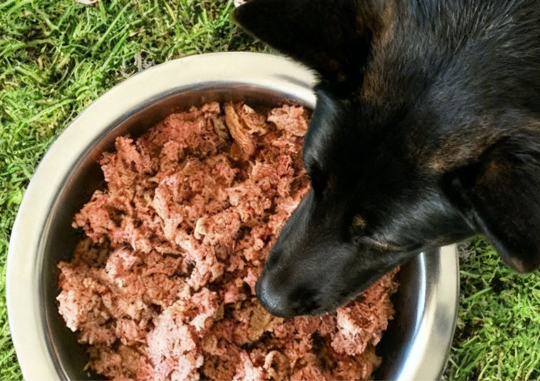 Comida natural para perros sin congelar: la alternativa real, cómoda y saludable