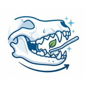 Salud Dental Impecable